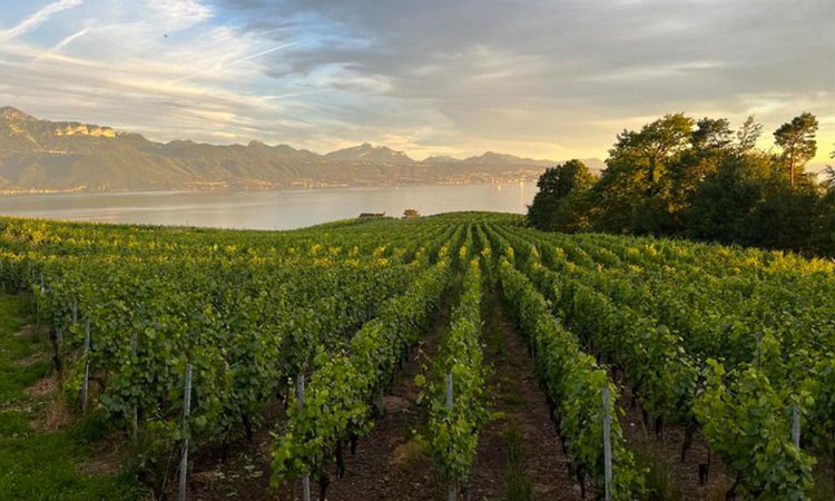 Pierre-André & Stéphane Blondel, Lutry